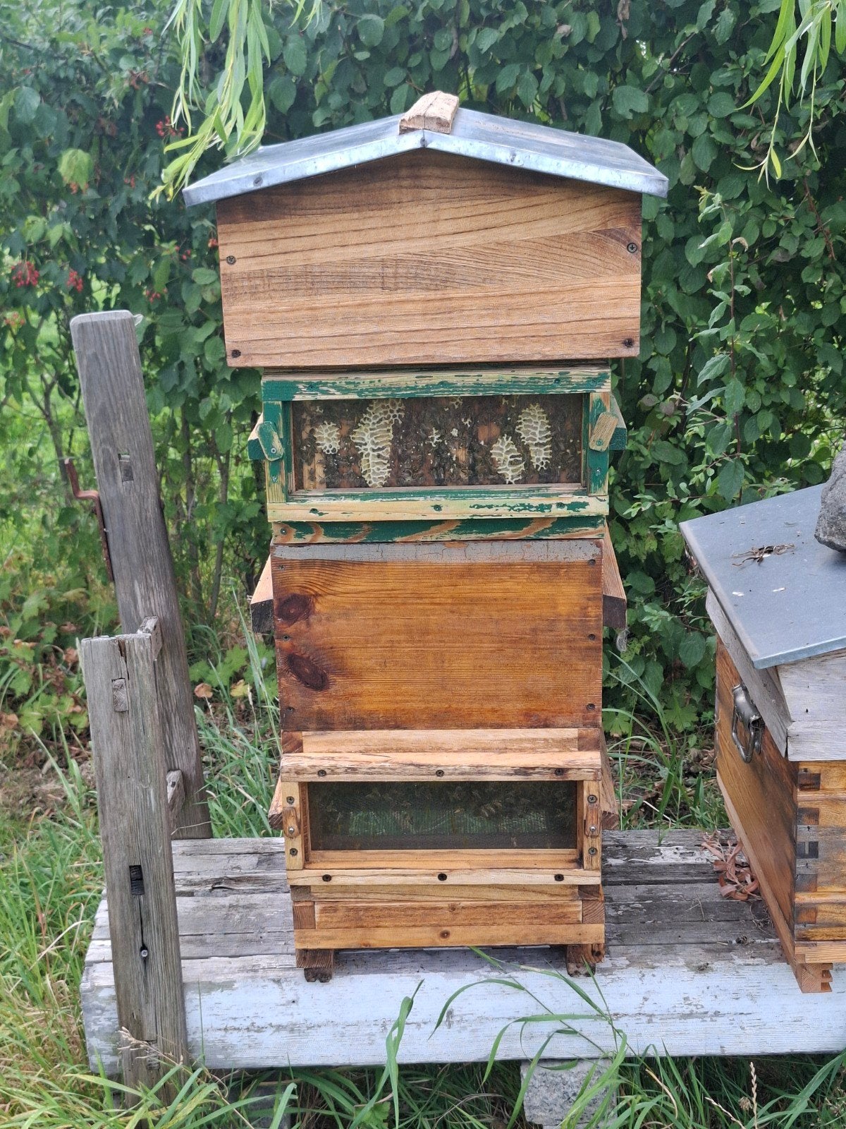 Ruche de Warré avec population d'abeilles, Animaux & Accessoires, Insectes & Araignées