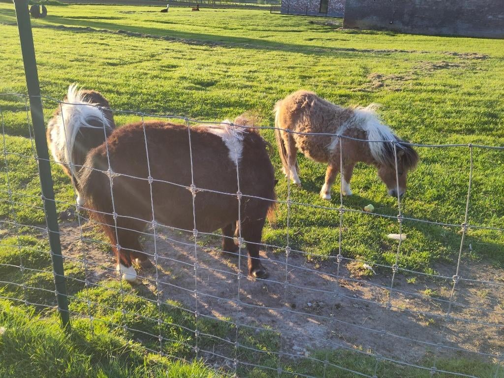 mini étalon Shetland en fourrure, Animaux & Accessoires, Poney de récréation, Étalon, 0 à 2 ans, Avec pedigree