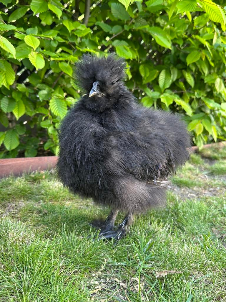 Zijdehoen haantje 3,5 maanden oud, Dieren en Toebehoren, Mannelijk, Kip