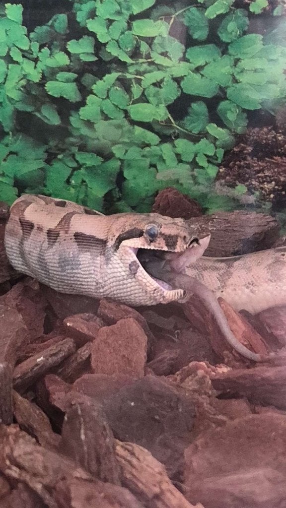 Boa constrictor, Dieren en Toebehoren, Reptielen en Amfibieën, Slang, Met terrarium, 0 tot 2 jaar