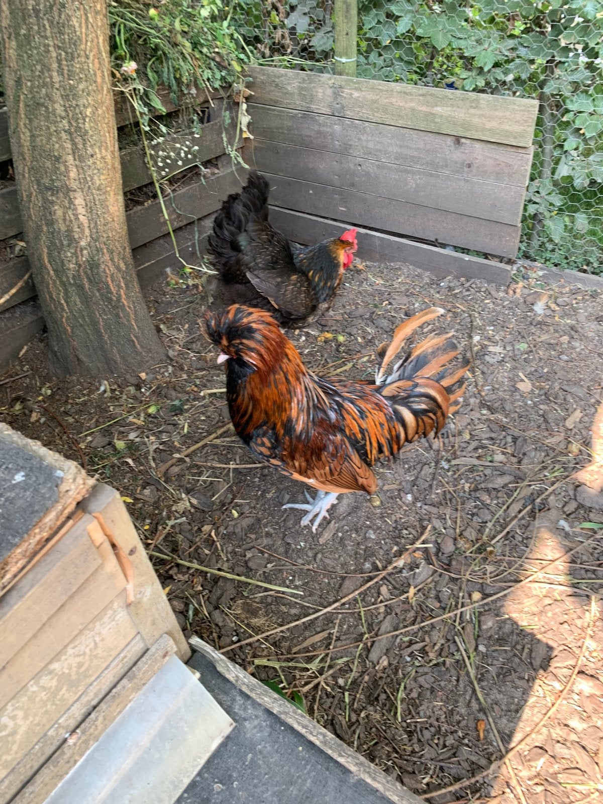 Padua haan, Dieren en Toebehoren, Pluimvee, Kip, Mannelijk