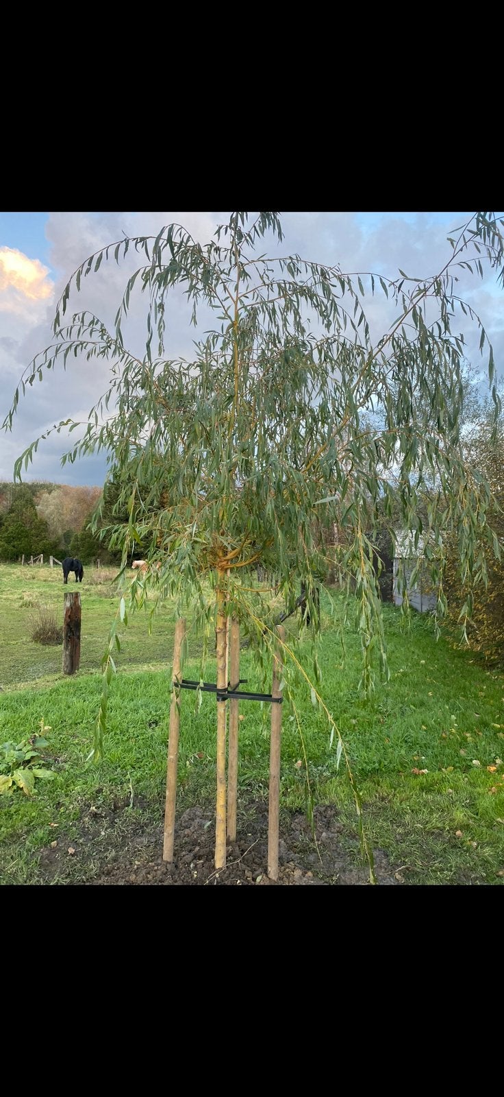 Tronc de saule pleureur, Jardin & Terrasse, Enlèvement