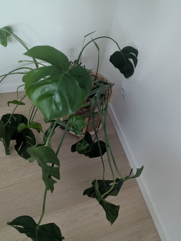 Monstera, Huis en Inrichting, Kamerplanten, Groene kamerplant, Ophalen, Overige soorten, Minder dan 100 cm