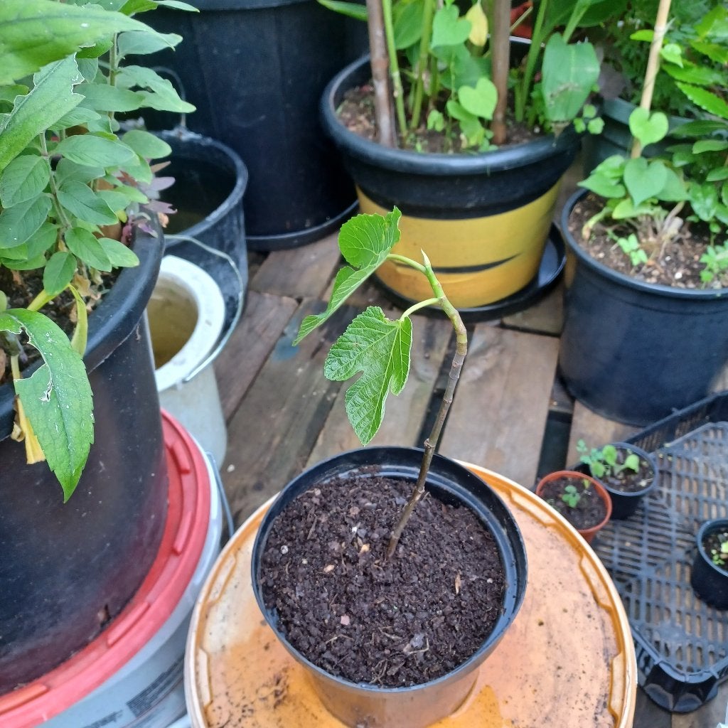 Vijgenboom, Ophalen, Minder dan 100 cm, Volle zon, Vijgenboom