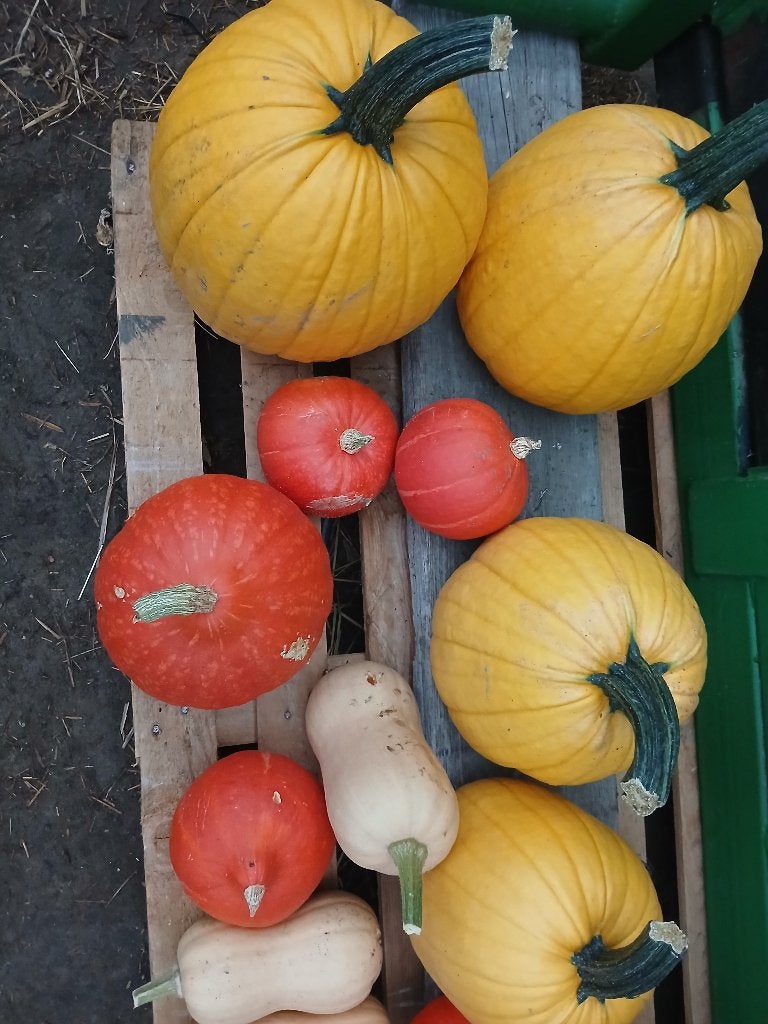 Halloween, butternut,  hokkaido pompoen, Ophalen, Groenteplanten, Eenjarig, Halfschaduw