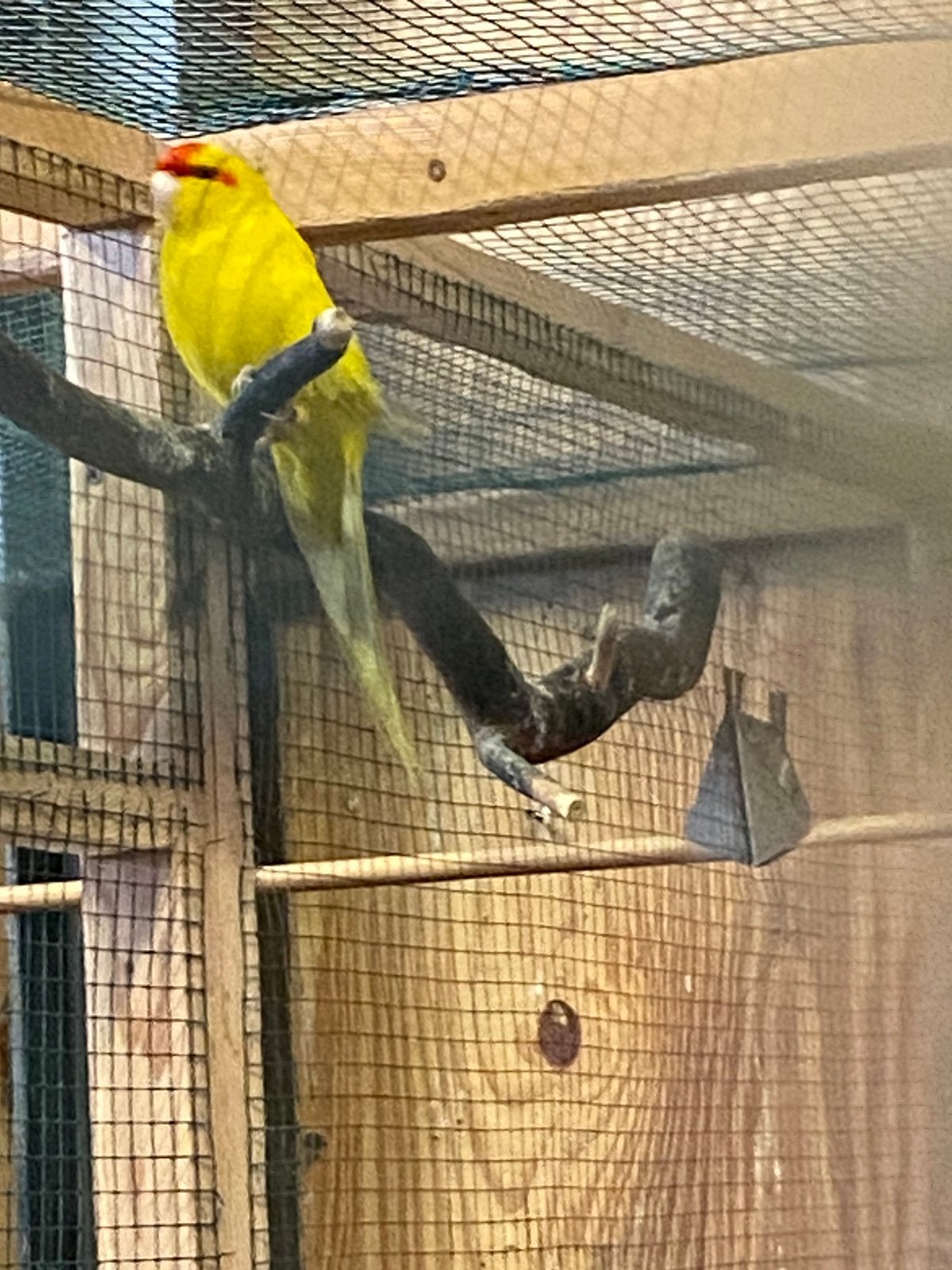 Kakariki