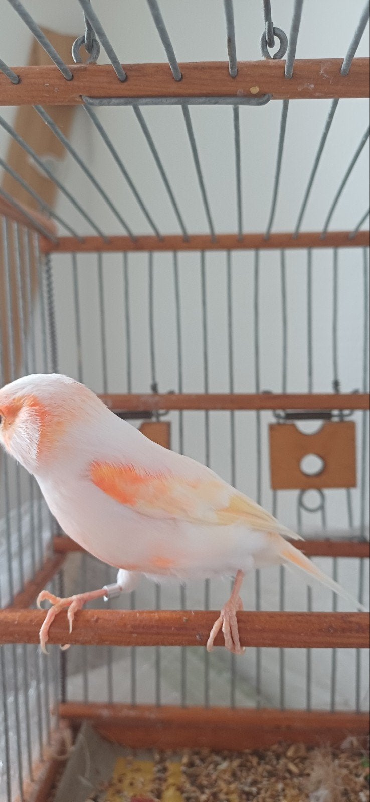 Mozaïek kanaries man, Dieren en Toebehoren