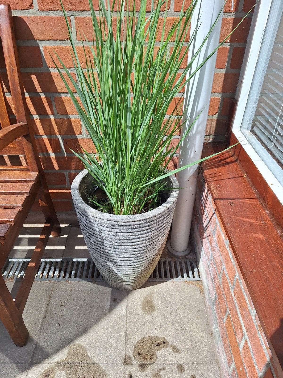 Panicum vigatum, Ophalen
