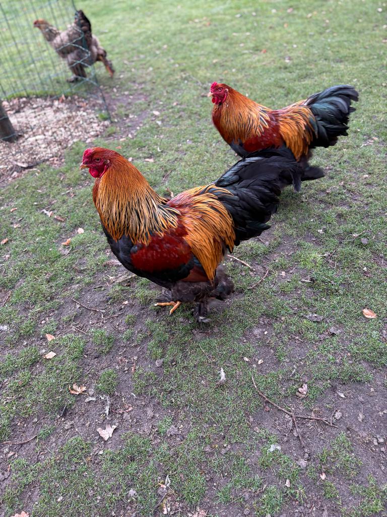 Brahma haan, Mâle, Poule ou poulet