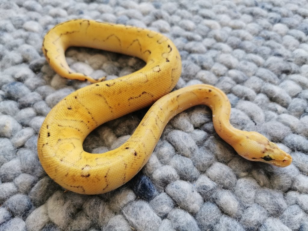 0.1 koningspython; Champagne Super Enchi Pastel, Dieren en Toebehoren, Reptielen en Amfibieën, Slang, Tam, 0 tot 2 jaar