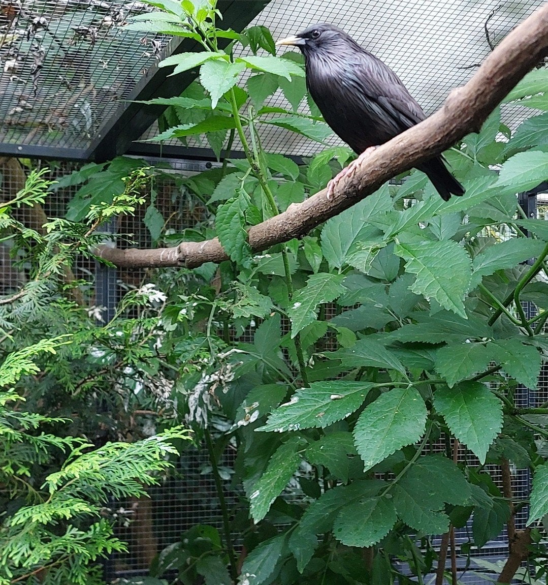 Zwarte spreeuw Sturnus unicolor, Dieren en Toebehoren, Geringd