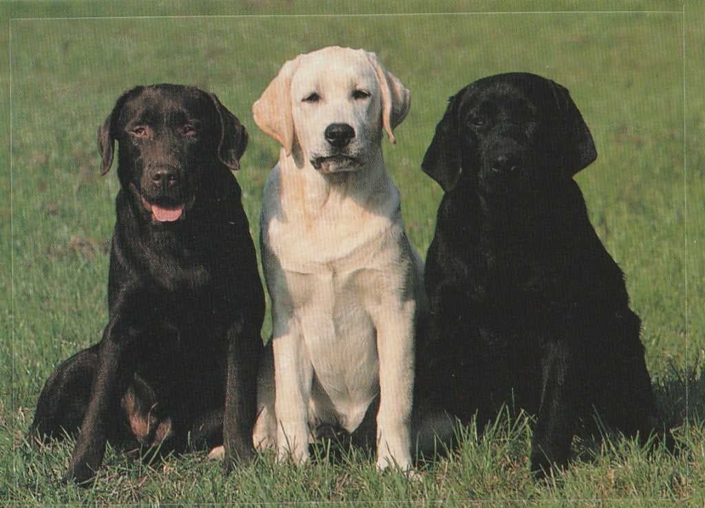 CHROMO  LABRADORS, Verzamelen, Foto's en Prenten, Verzenden, Nieuw, Dier, Prent
