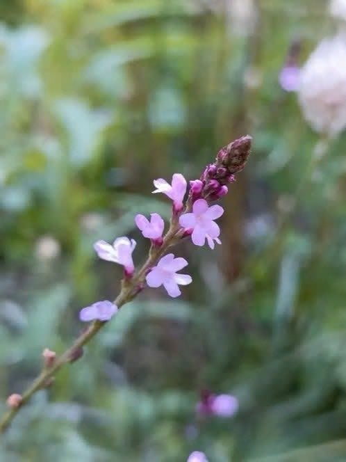 Verbena bampton zaailingen, 0,75 cent, Tuin en Terras, Planten | Tuinplanten, Volle zon, Vaste plant, Zomer, Ophalen