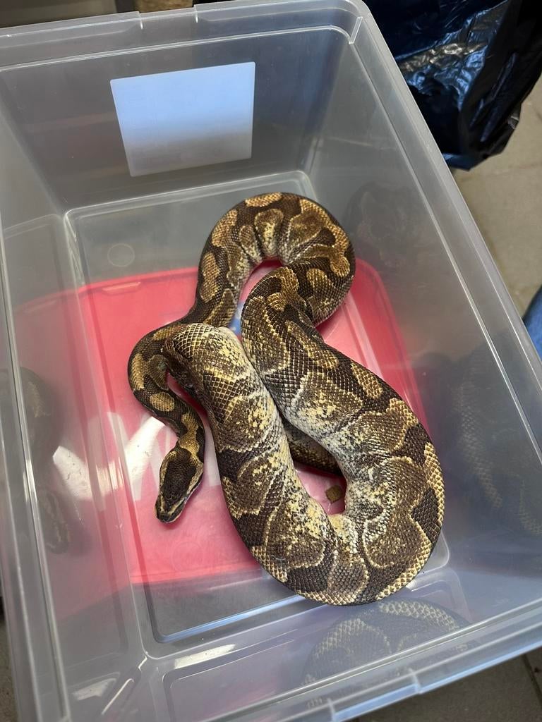 Ballpython, Dieren en Toebehoren