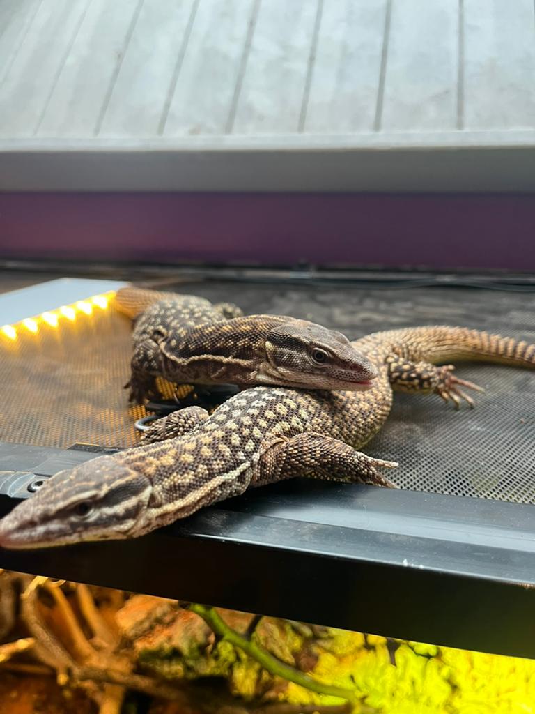 Couple varanus acanturus, Lézard, Domestique, 3 à 6 ans