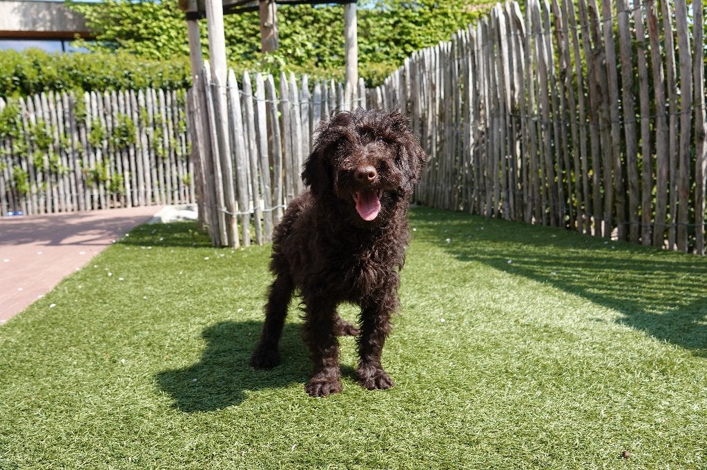 Chiots Labradoodle choco petite/moyenne taille, Animaux & Accessoires, Chiens | Retrievers, Épagneuls & Chiens d'eau, 15 semaines à 1 an