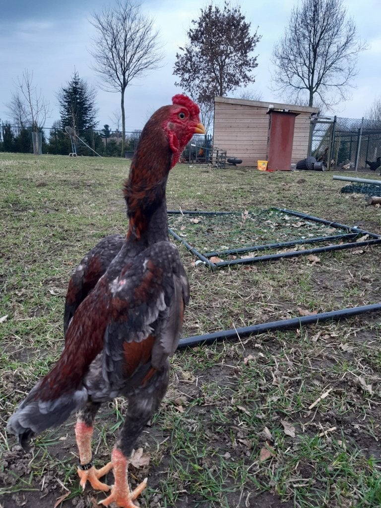 koppel  ko shamo, Plusieurs animaux, Poule ou poulet