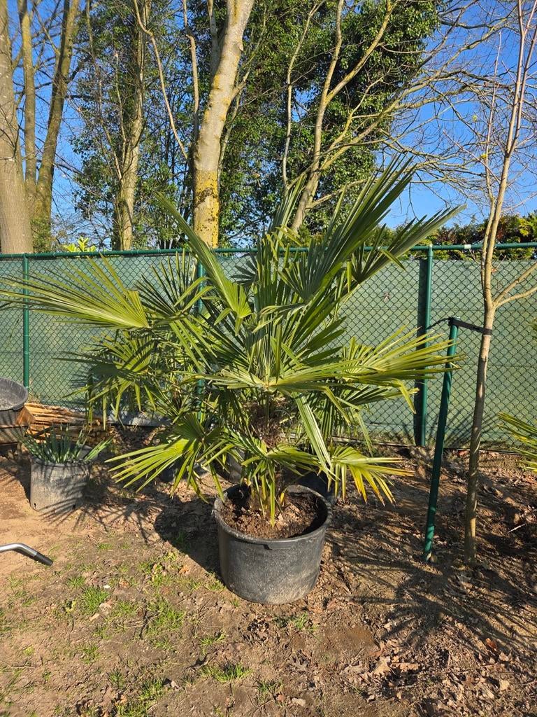 Palmboom trachycarpus fortunei, Enlèvement, En pot, Palmier