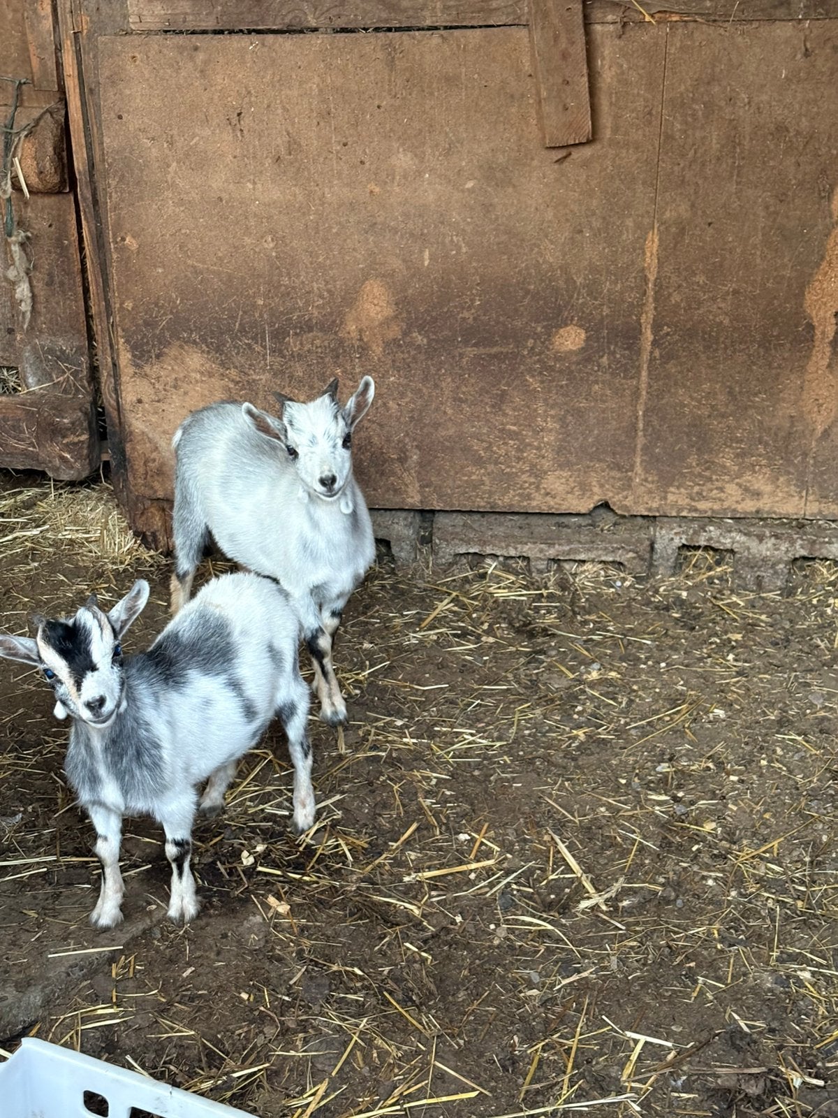 2 dwerggeiten, Plusieurs animaux, Chèvre, 0 à 2 ans