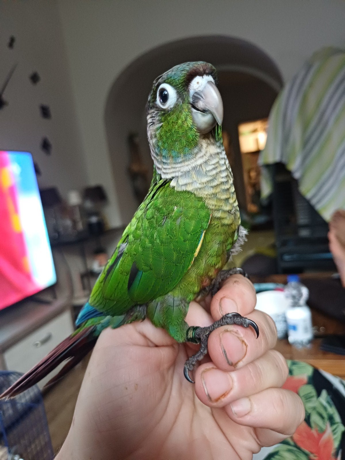 Pyrrhura babies super tam (nog maar 2 beschikbaar), Dieren en Toebehoren, Vogels | Parkieten en Papegaaien, Tam