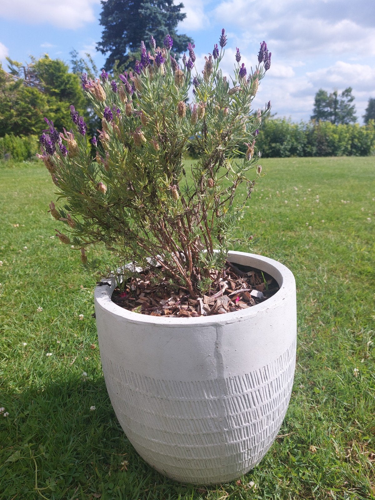 Lavande huppée en pot, Jardin & Terrasse, Enlèvement, En pot