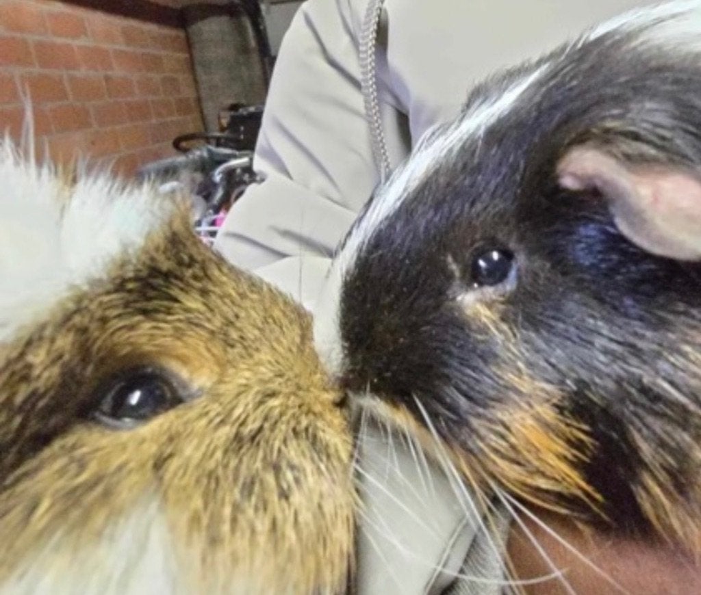 Cavia’s en met een hok, Ophalen, Gebruikt, 60 tot 90 cm, Hok