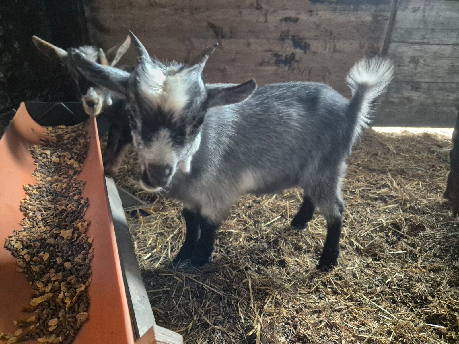 dwerggeit bok dekbok blauwschimmel, Dieren en Toebehoren