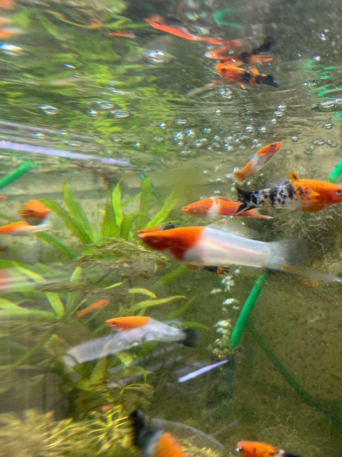 Zwaarddragers, Dieren en Toebehoren, Vissen | Aquariumvissen, Vis, Zoetwatervis