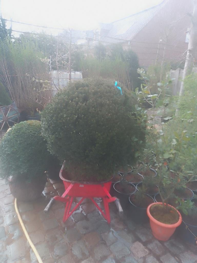 Taxus bol 110% en 85cm
