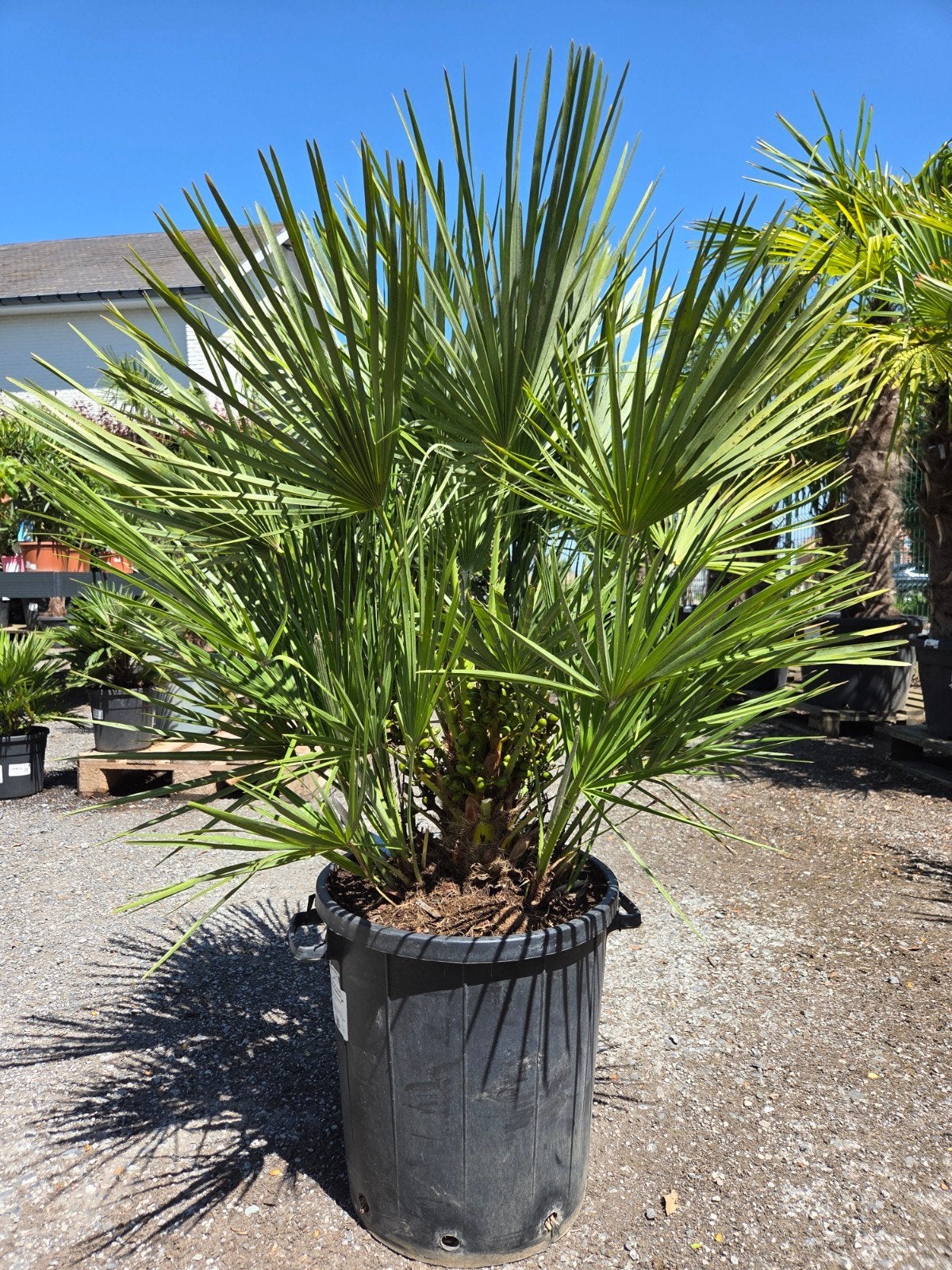 Europese dwergpalm Chamaerops Humilis, Tuin en Terras, Ophalen