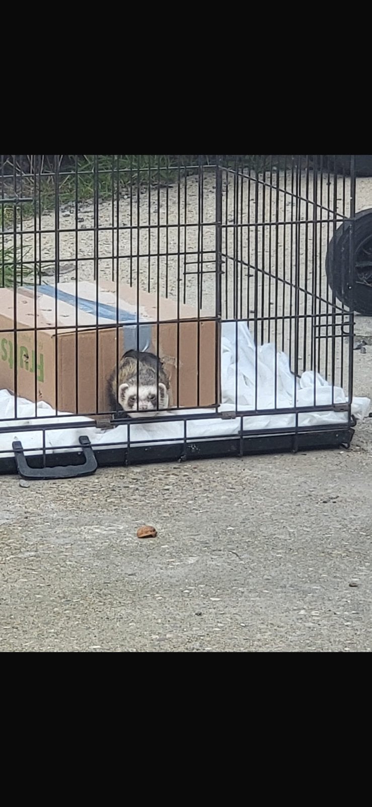 Fretje rammetje, Dieren en Toebehoren, Ophalen of Verzenden, Zo goed als nieuw