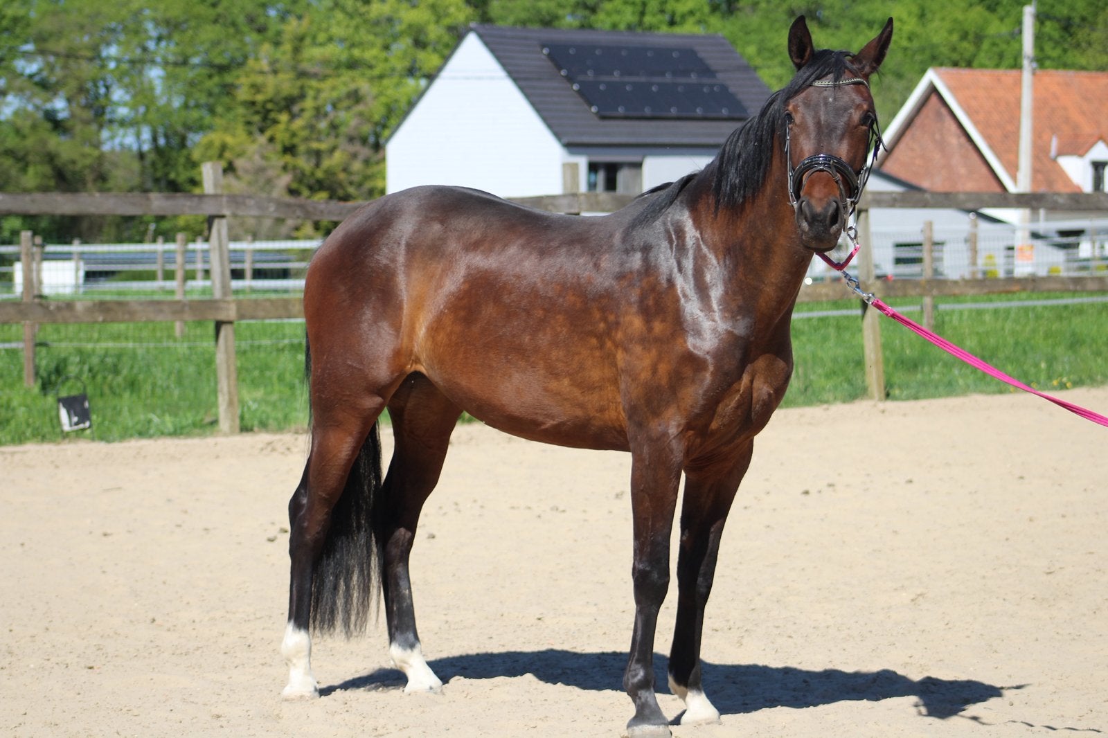 Topper de dressage Future, Jument, B