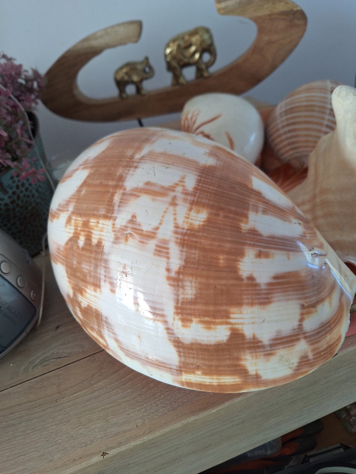 Coquillages, Ophalen, Schelp(en)