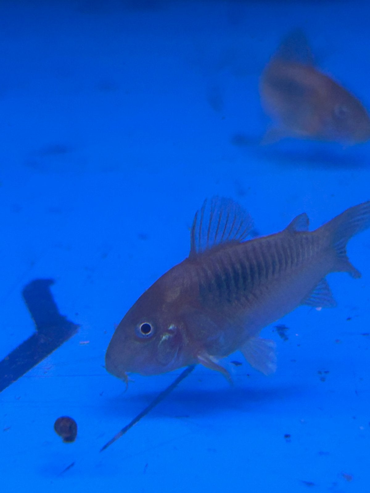 Corydoras aureatus, Dieren en Toebehoren, Vis, Zoetwatervis, Schoolvis