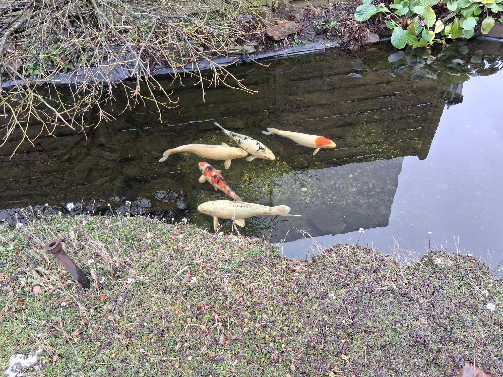 5 kois te koop, Dieren en Toebehoren, Vissen | Vijvervissen, Karper of Koi