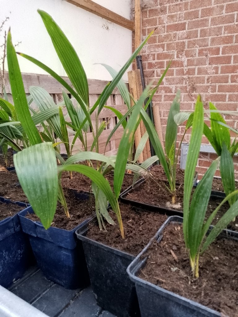 trachycarpus fortunei, Tuin en Terras, Planten | Tuinplanten, Ophalen