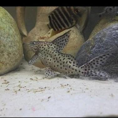 Synodontis GRATIS op te halen
