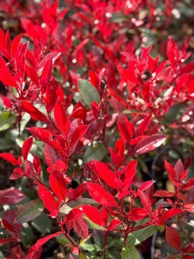 photinia 'Carré rouge'  60-80 cm, Jardin & Terrasse, Enlèvement