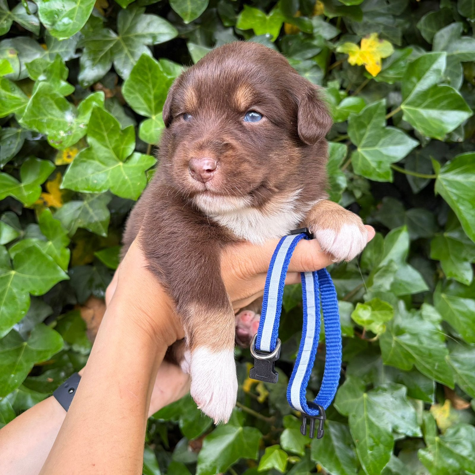 Lieve, sociale Australische herder pups, Dieren en Toebehoren, België, 8 tot 15 weken, Meerdere, Meerdere dieren