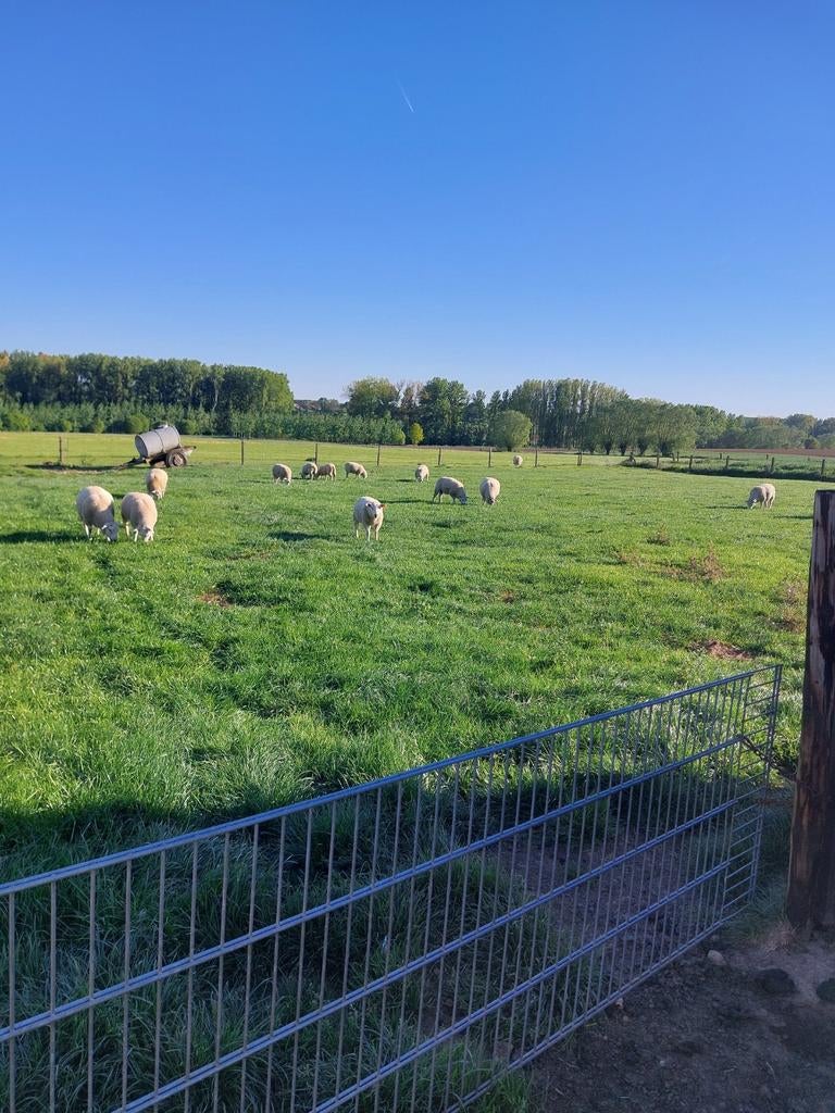 5 ooien te koop