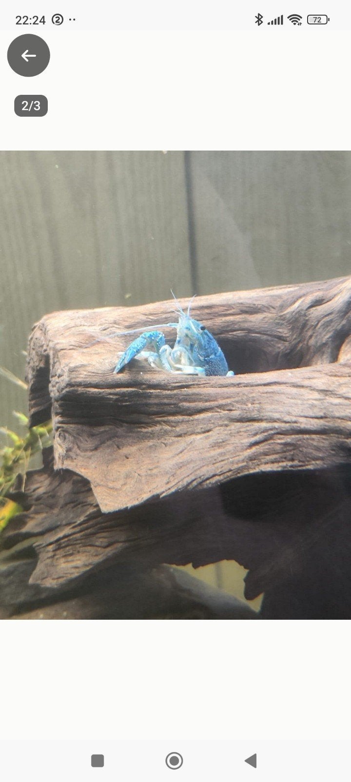 2 Florida kreeften