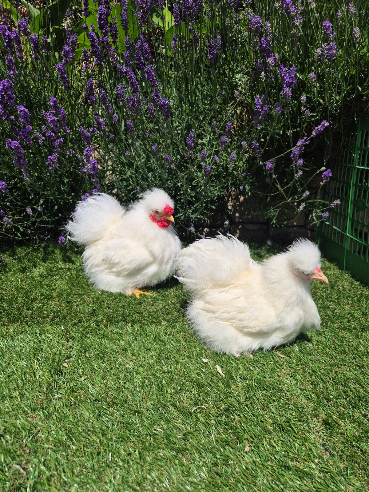 Broedeieren, Dieren en Toebehoren, Pluimvee