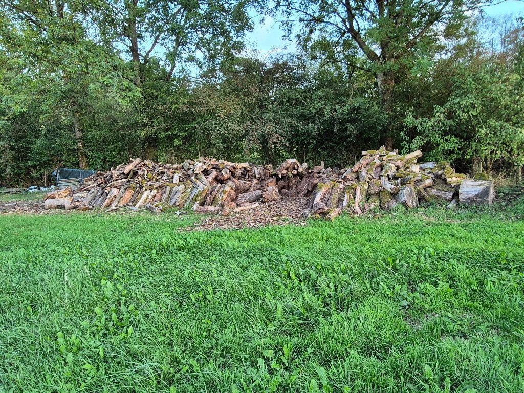 Bois de chauffage, 6 m³ ou plus, Enlèvement, Hêtre, Troncs d'arbres
