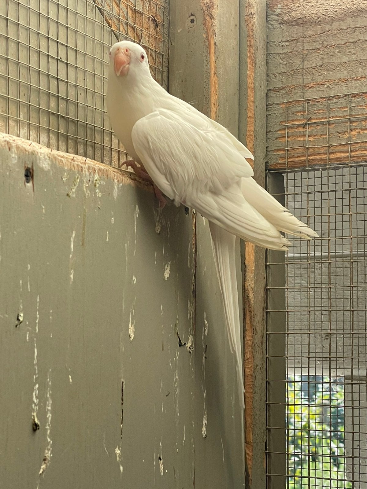Princess Of Wales parkiet, Dieren en Toebehoren, Parkiet