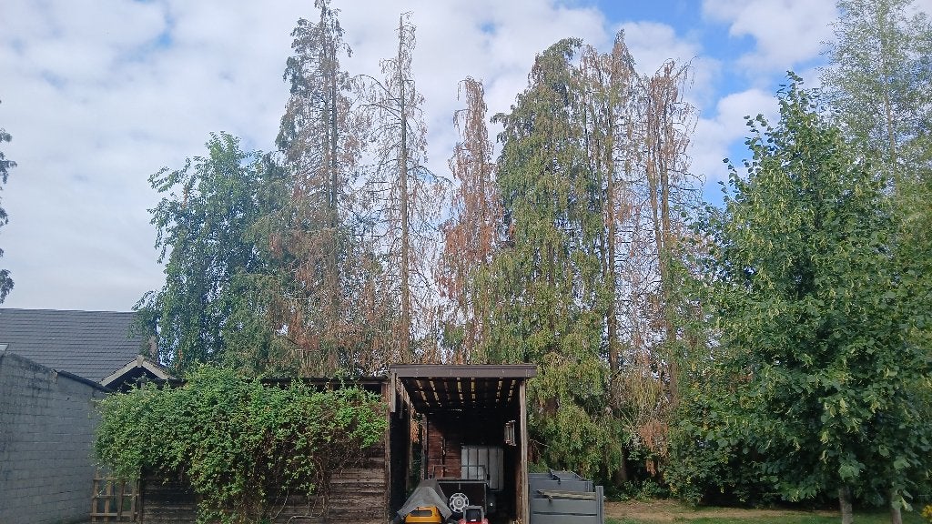 Naaldbomen, Enlèvement, Autres essences de bois, Troncs d'arbres