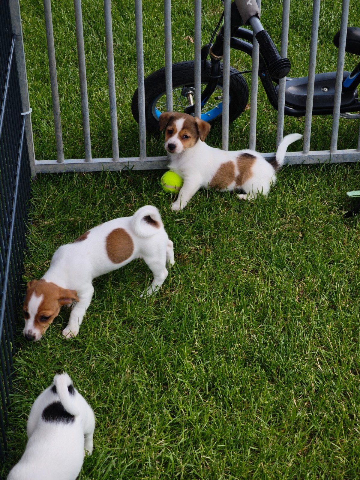 Lieve speelse kortpotige Jack Russell pups, Parvo, België, Fokker | Hobbymatig, Jack Russell Terriër