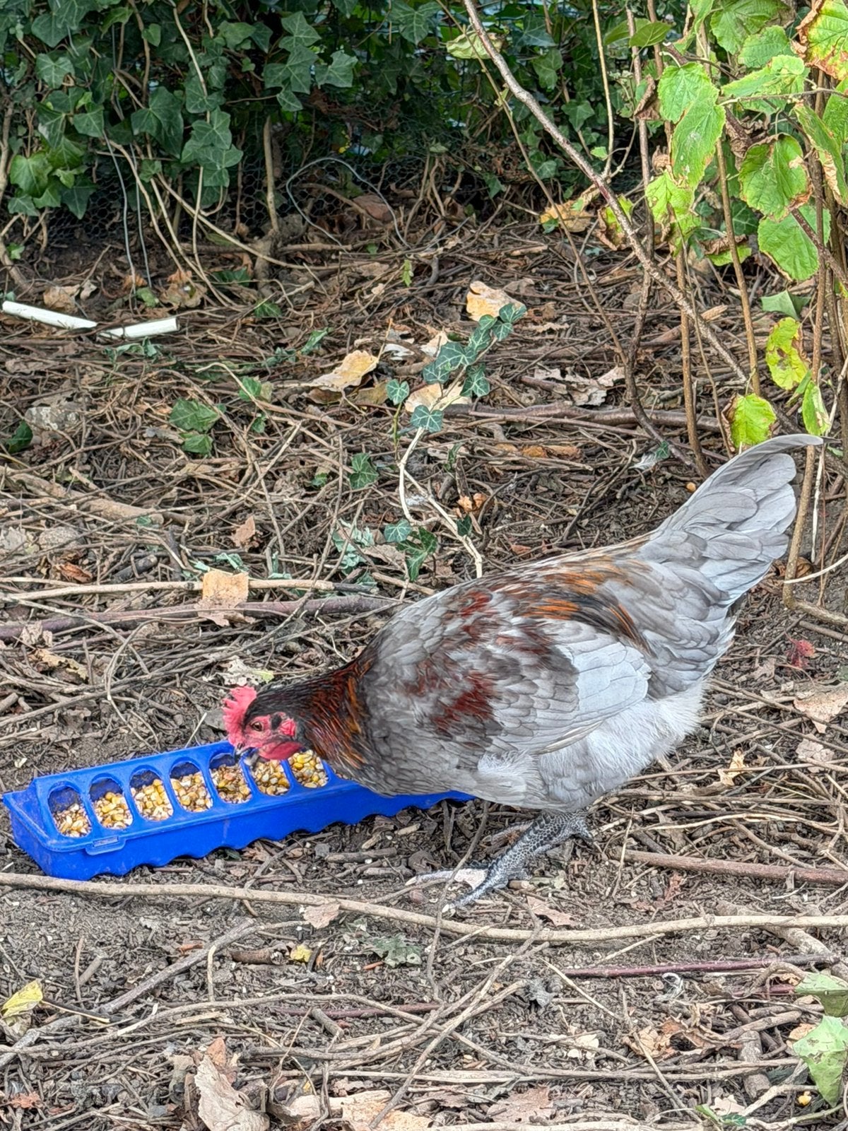 Deux coqs type pondeuse, Animaux & Accessoires, Mâle, Poule ou poulet
