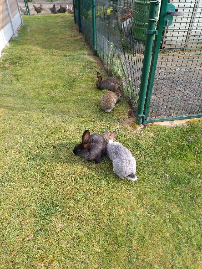 Jongvolwassen vleeskonijnen voor kweek/slacht, Plusieurs animaux, Grand, 0 à 2 ans