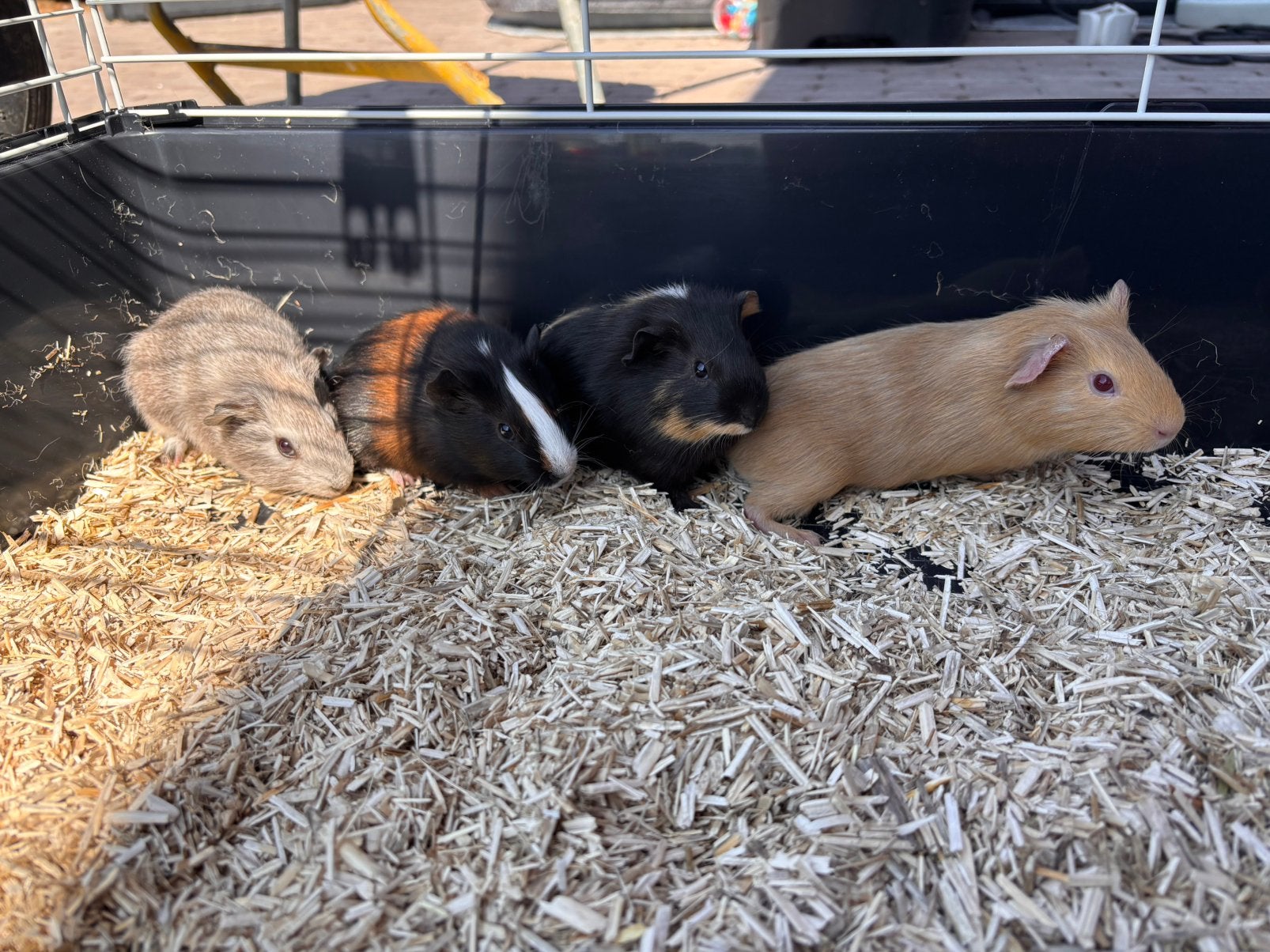 7 caviamannetjes, Juillet, Mâle, Cobaye