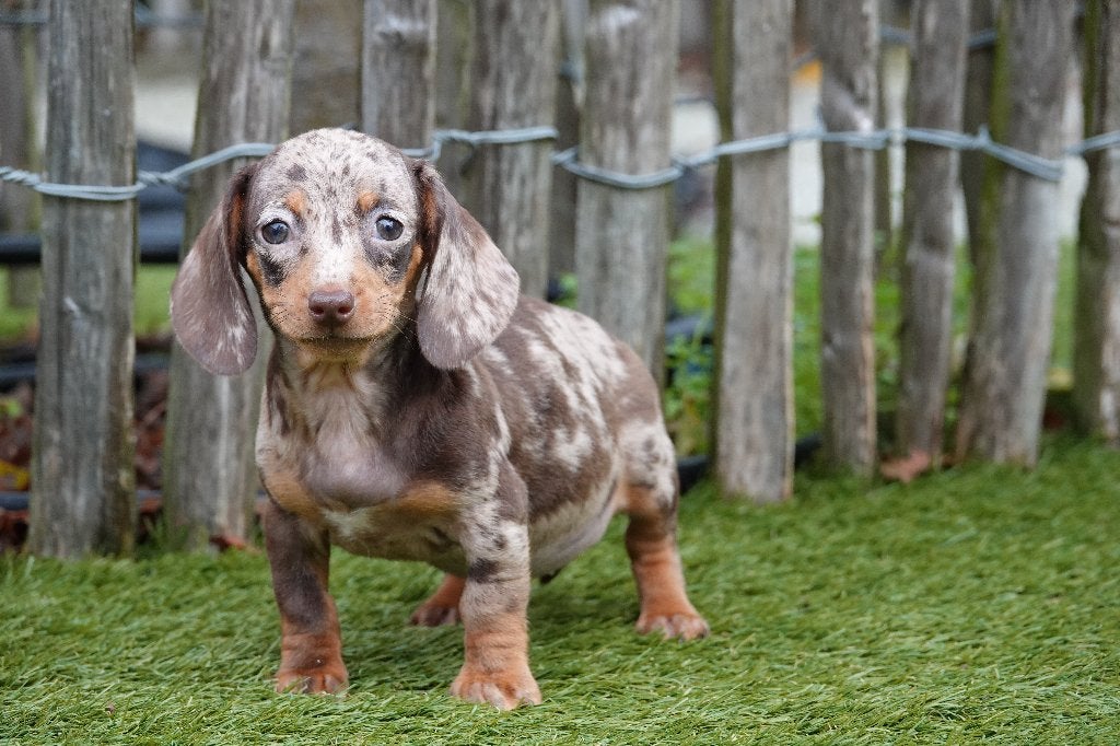 Kortharige dwergteckel pups, met stamboom; choco merle & tan, Dieren en Toebehoren, België, CDV (hondenziekte), 8 tot 15 weken